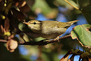 Arctic Warbler - Tate Lloyd.