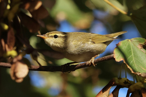 Arctic Warbler - Tate Lloyd.