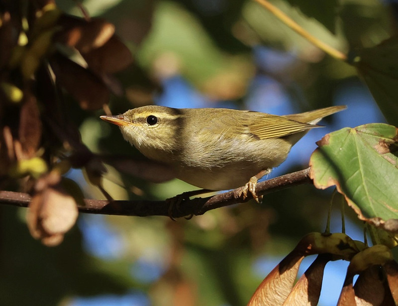 Arctic Warbler - Tate Lloyd.