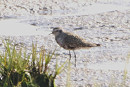 American Golden Plover - Tate Lloyd.