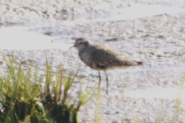 American Golden Plover - Tate Lloyd.