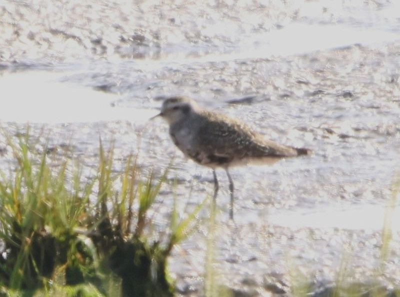 American Golden Plover - Tate Lloyd.