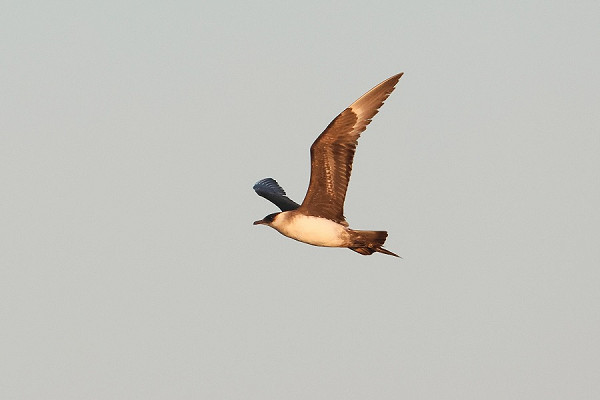 Latest sightings