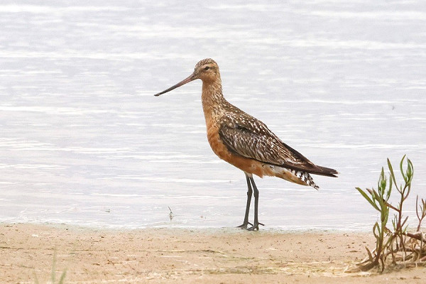 Bar-tailed Godwit - Tate Lloyd.