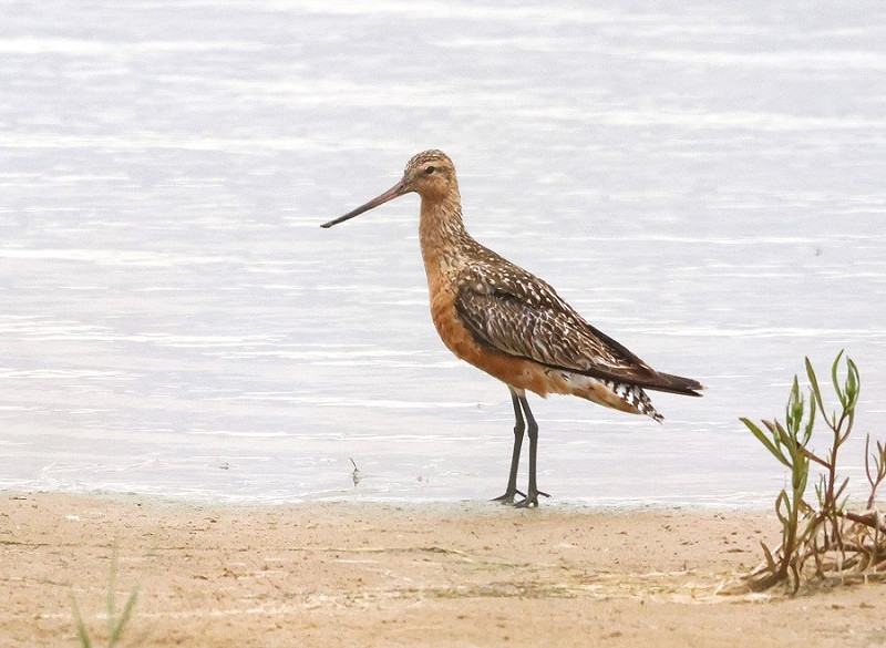 Bar-tailed Godwit - Tate Lloyd.