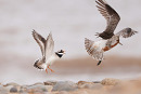 Bar-tailed Godwit meeting its match - Tate Lloyd.