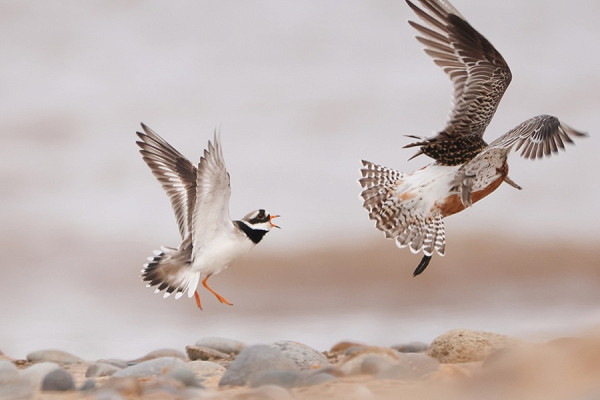 Bar-tailed Godwit meeting its match - Tate Lloyd.