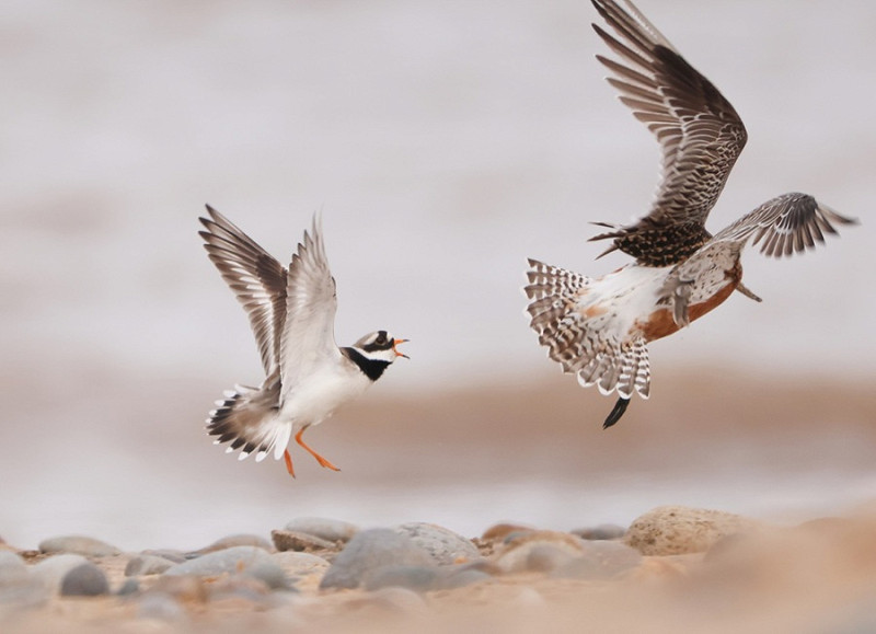 Bar-tailed Godwit meeting its match - Tate Lloyd.