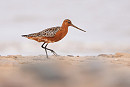 Bar-tailed Godwit - Tate Lloyd.