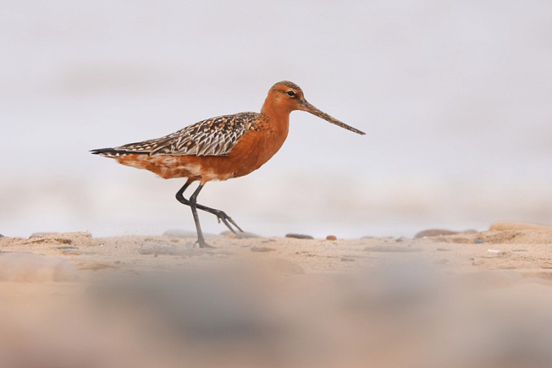 Bar-tailed Godwit - Tate Lloyd.