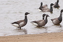 Black Brant with Brent Geese - Tate Lloyd.