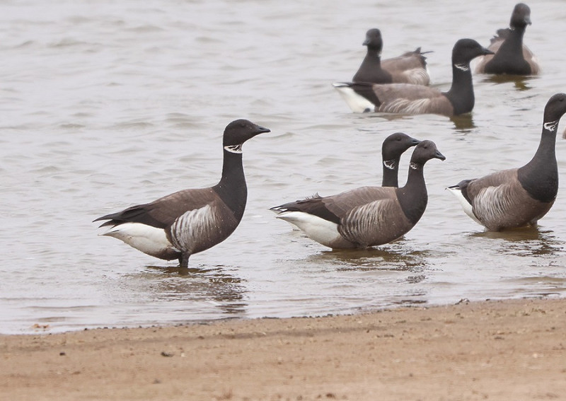 Black Brant with Brent Geese - Tate Lloyd.