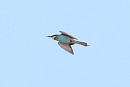 Bee-eater - Tate Lloyd.