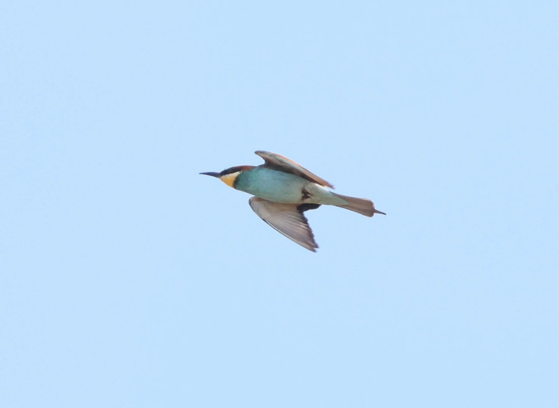 Bee-eater - Tate Lloyd.