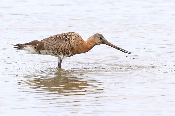 Black-tailed Godwit - Tate Lloyd.