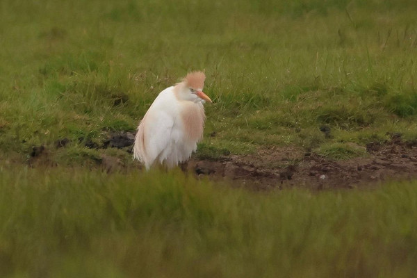 Cattle Egret - Tate Lloyd.