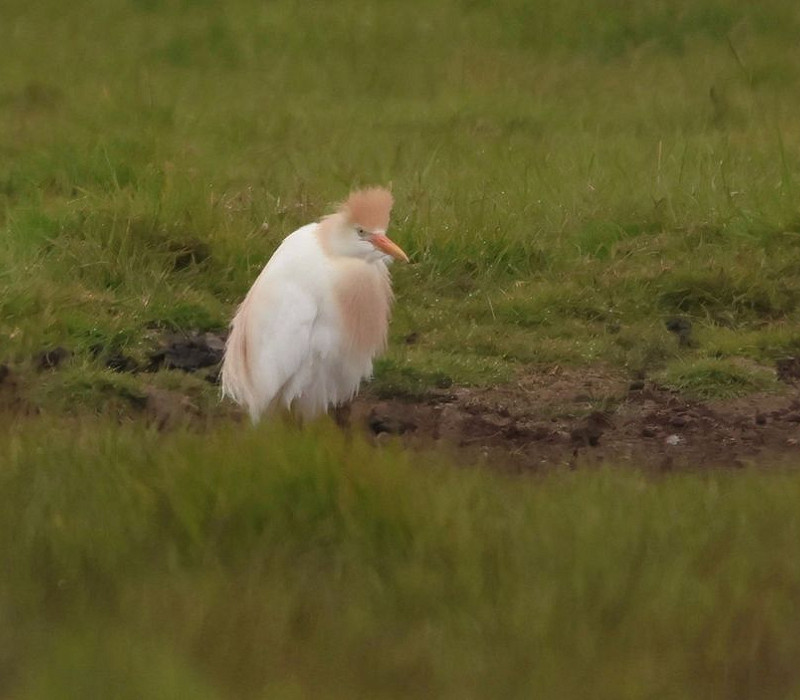 Cattle Egret - Tate Lloyd.