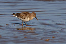 Dunlin - Tate Lloyd.