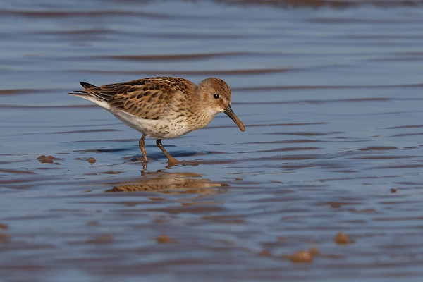 Bird sightings Thursday, 16 July 2026