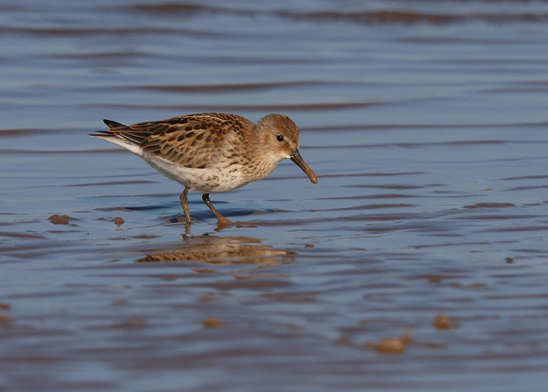 Dunlin - Tate Lloyd.
