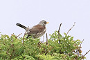 Fieldfare - Tate Lloyd.