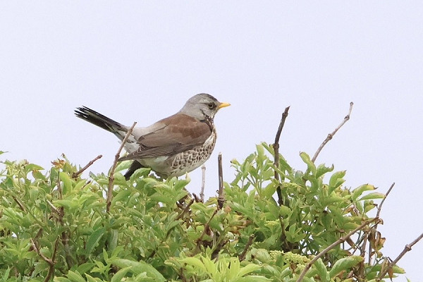 Fieldfare - Tate Lloyd.