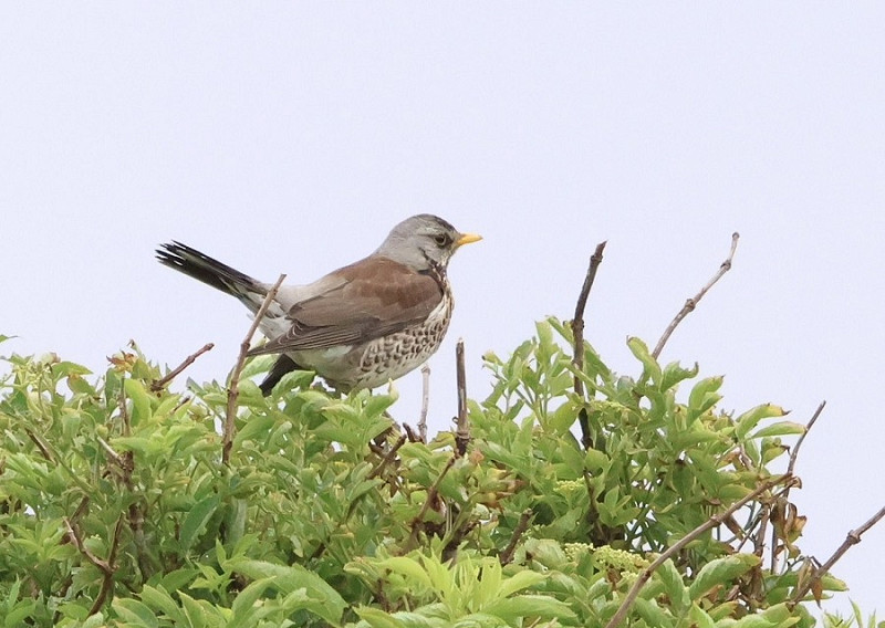 Fieldfare - Tate Lloyd.