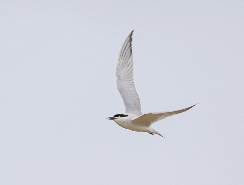 Gull-billed Tern - Tate Lloyd. The 3rd record for Spurn the first lingered around the narrows for an hour early morning. on 11th July 1976, the 2nd on 31st May 1989.