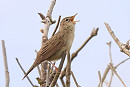 Grasshopper Warbler - Tate Lloyd.