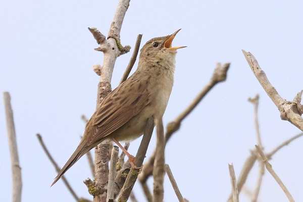 Grasshopper Warbler - Tate Lloyd.