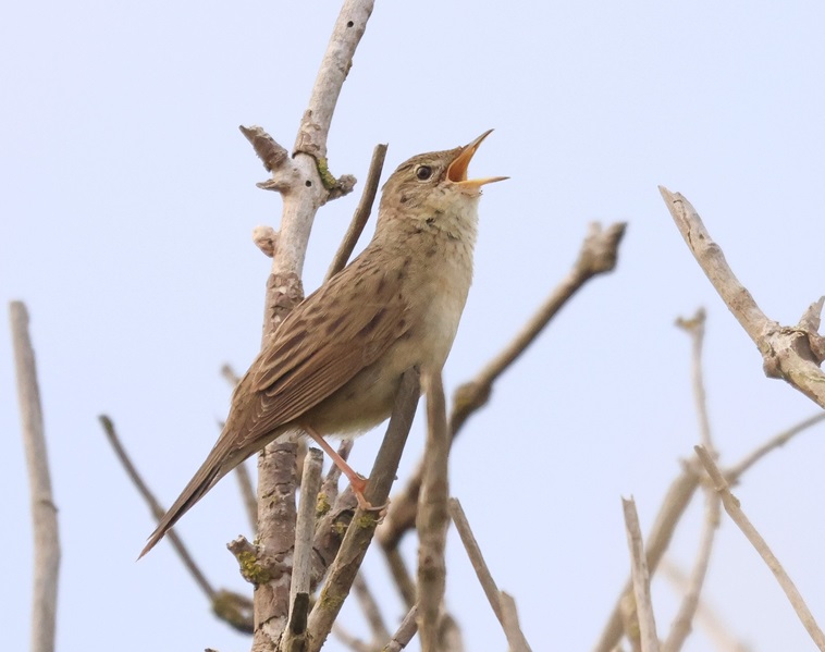 Grasshopper Warbler - Tate Lloyd.