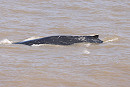 Humpback Whale - Tate Lloyd.