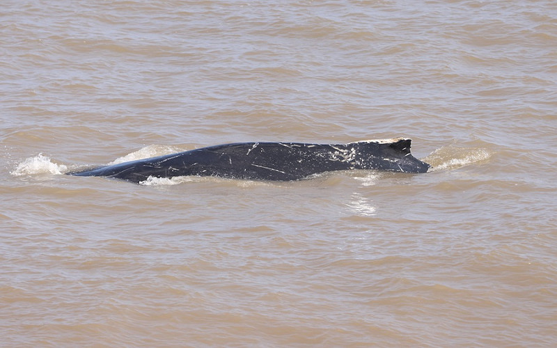 Humpback Whale - Tate Lloyd.