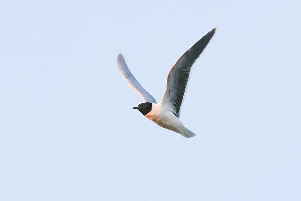 Bird sightings Saturday, 12 July 2025