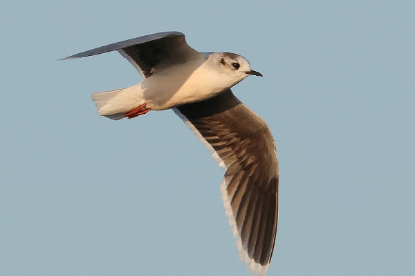 Bird sightings Friday, 20 June 2025