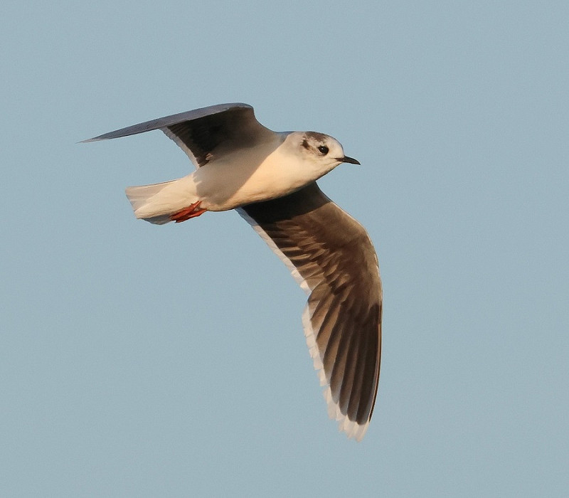 Little Gull - Tate Lloyd.