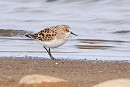 Little Stint - Tate Lloyd.