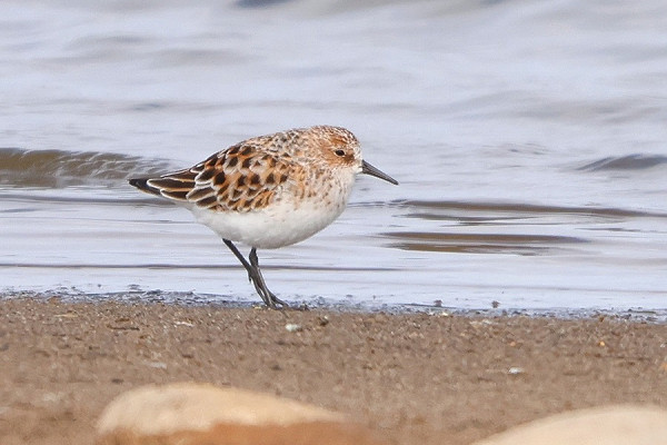 Bird sightings Tuesday, 27 May 2025