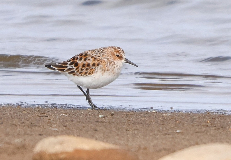 Little Stint - Tate Lloyd.
