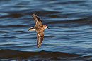 Little Stint  - Tate Lloyd.