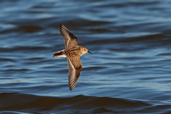 Little Stint  - Tate Lloyd.