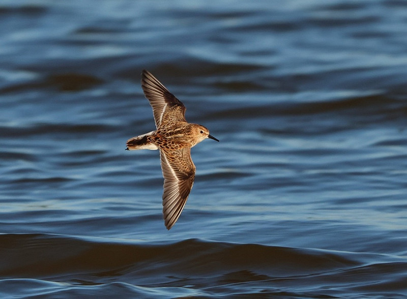 Little Stint  - Tate Lloyd.