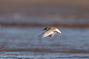 Juvenile Little Tern - Tate Lloyd.