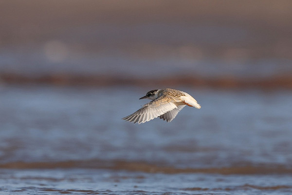 Juvenile Little Tern - Tate Lloyd.