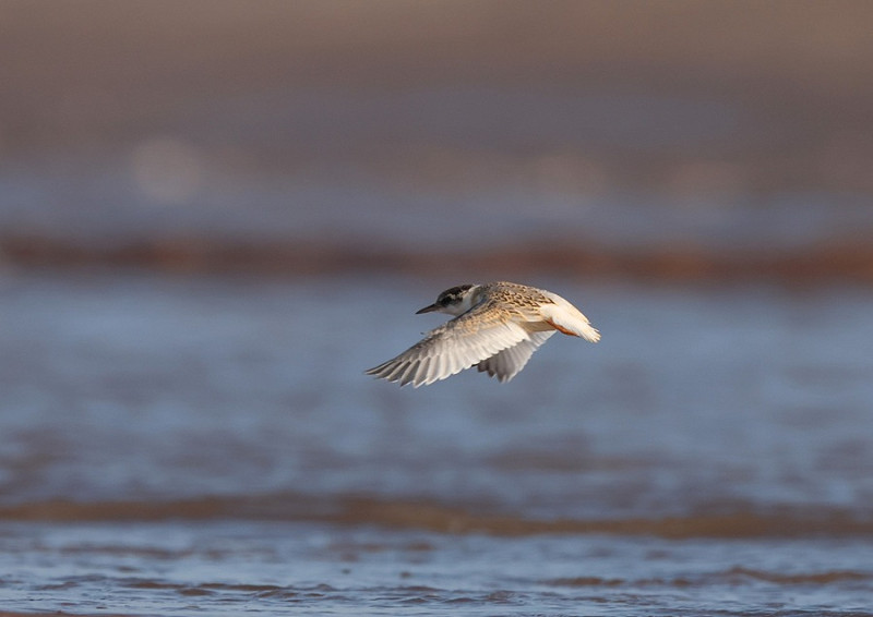 Juvenile Little Tern - Tate Lloyd.
