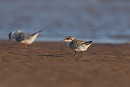 Juvenile Little Tern - Tate Lloyd.