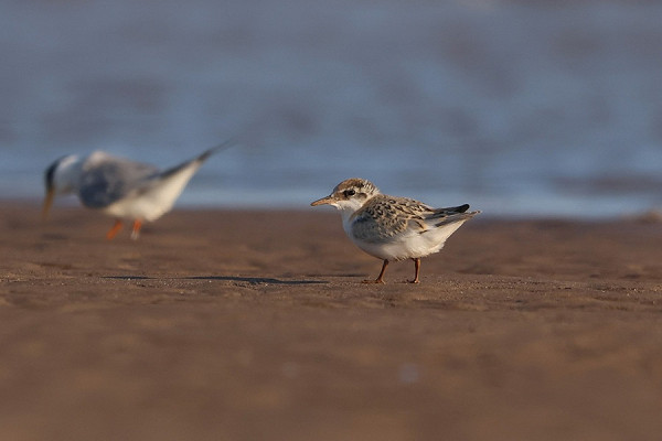 Bird sightings Wednesday, 08 July 2026