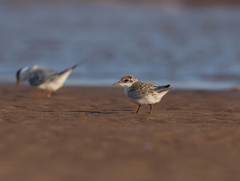 Juvenile Little Tern - Tate Lloyd.