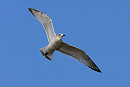 Mediterranean Gull - Tate Lloyd.