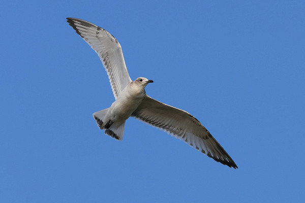 Mediterranean Gull - Tate Lloyd.